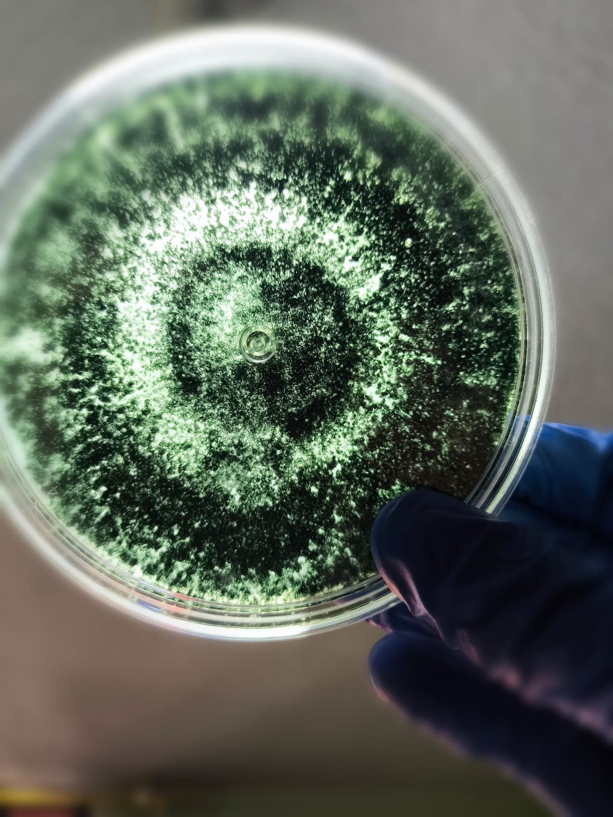 Colonia de Trichoderma harzianum en desarrollo